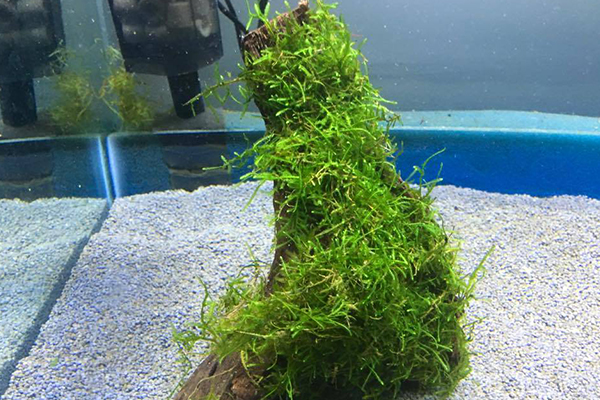 Java Moss，One of the Easiest Aquatic Plant