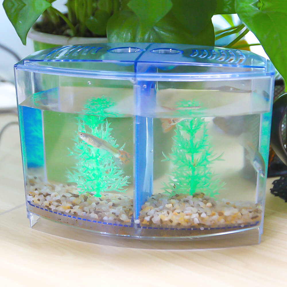 how-to-take-care-of-a-betta-fish-history-life-span-feeding-and-tank