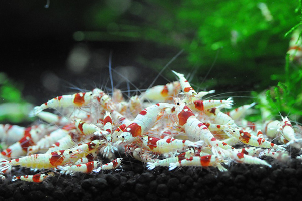 4 Points You Need to Know When Keeping the Crystal Shrimp