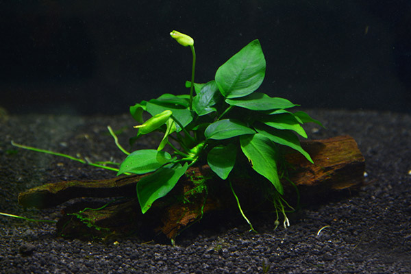 Easy Aquarium Plants for Beginners (1)