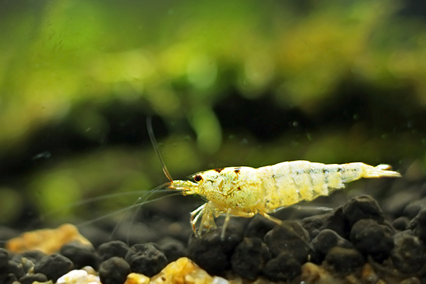 7 Causes of Death of Crystal Shrimp