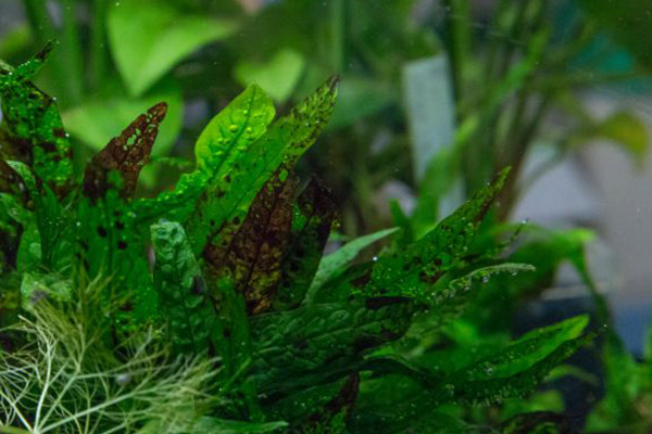 Java Moss，One of the Easiest Aquatic Plant