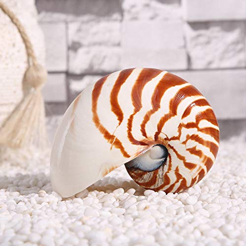 Decoración de concha marina: Nautilus