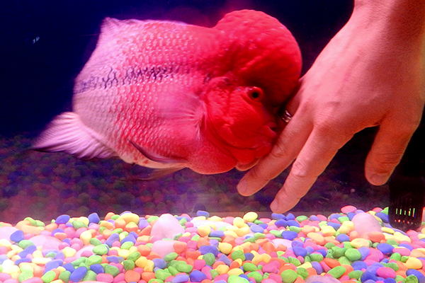 Flowerhorn fish outlet tank decoration