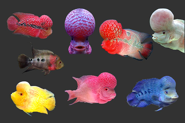 types of flowerhorn fish