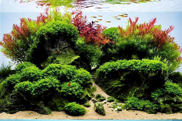 Java Moss，One of the Easiest Aquatic Plant