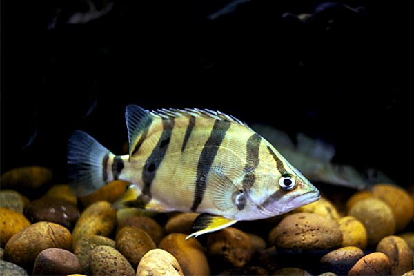 Small tiger 2024 fish aquarium