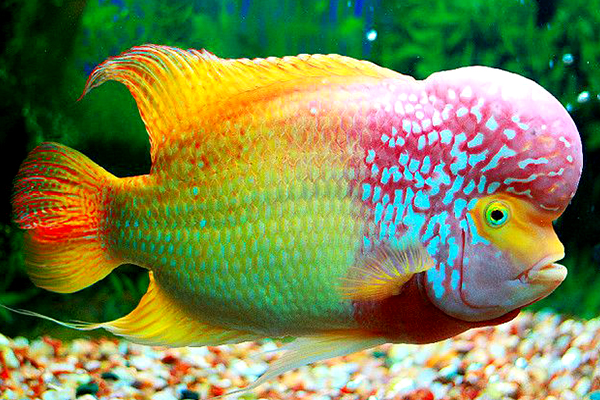 different types of flowerhorn cichlid