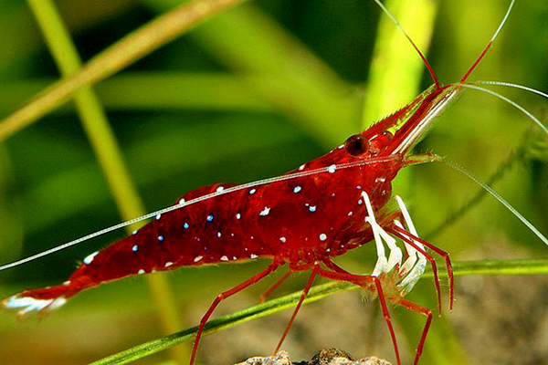 How to Keep the Sulawesi Shrimp?