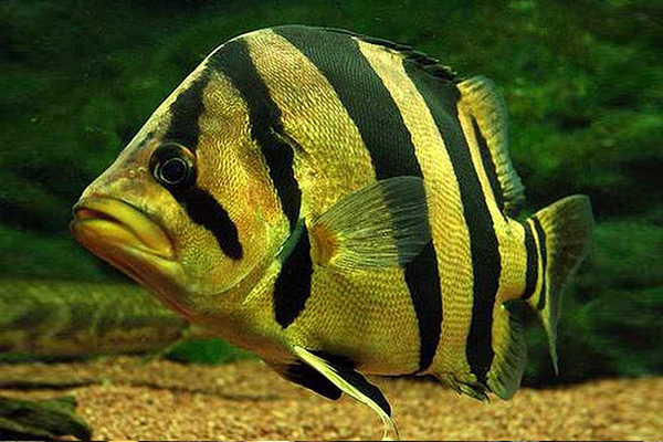 How to Keep the Siamese Tigerfish?