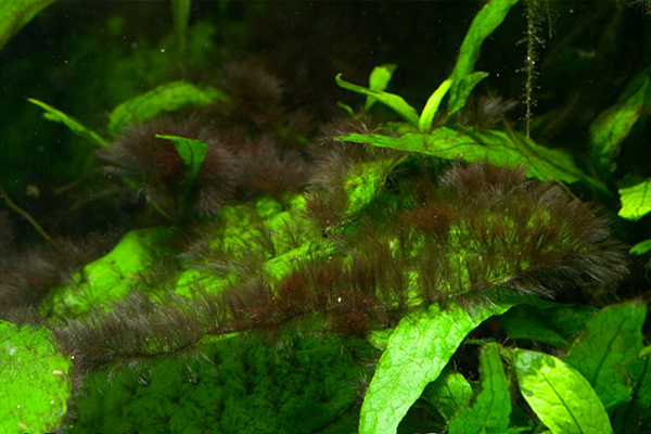 What is the Black Hair Algae and How to Get Rid of It?