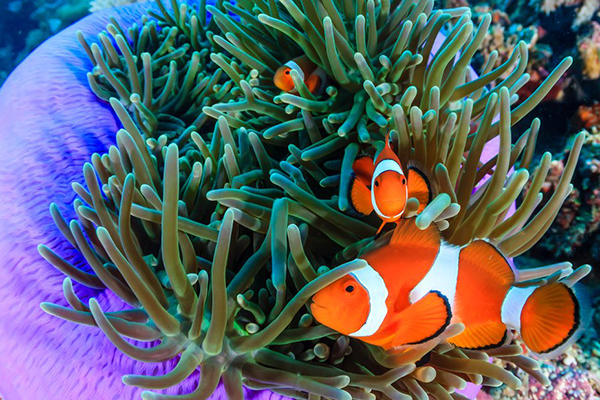 Introduction of the Clownfish