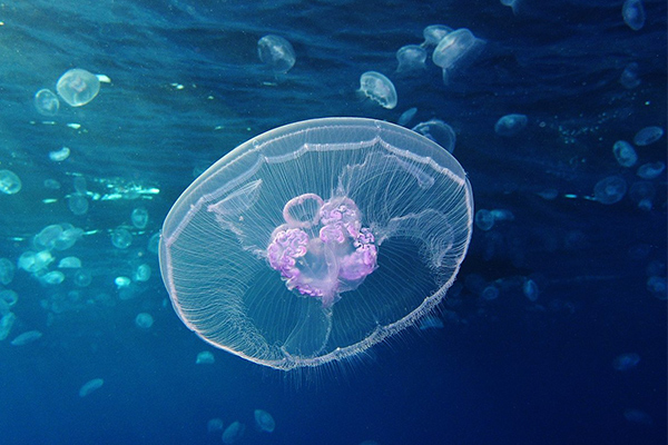 How to Keep the Jellyfish?