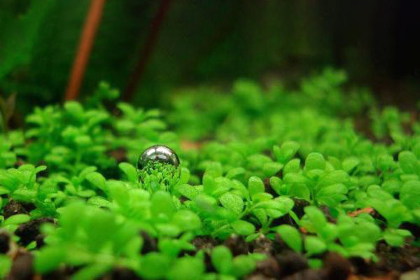 Java Moss，One of the Easiest Aquatic Plant