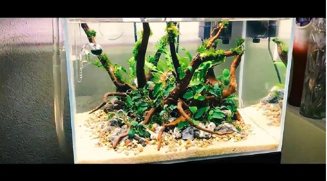 Aquarium of Novice, How to Set Up a Low Tech Planted Tank