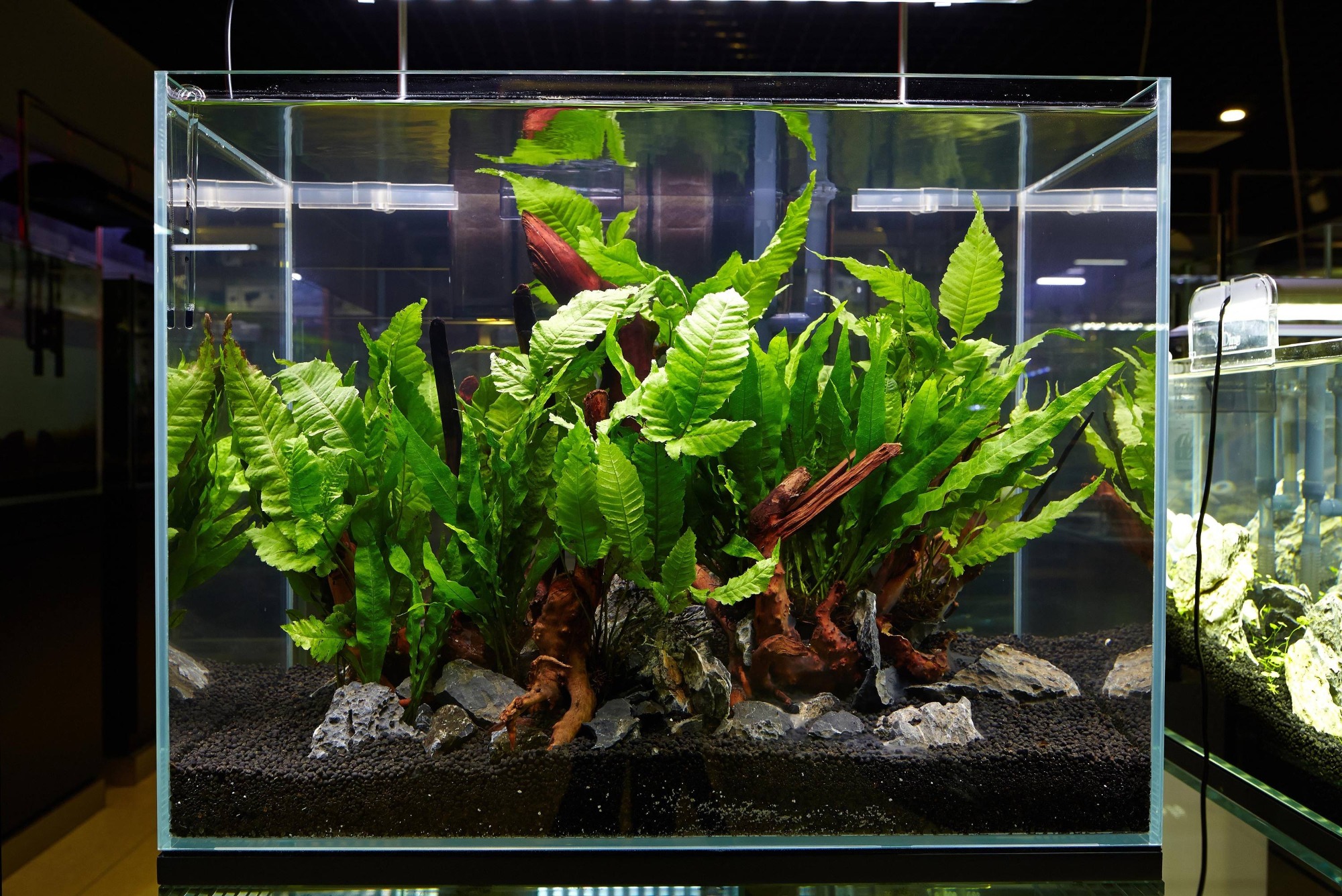 Natural Aquarium Decorations: The Benefits of Adding Botanicals to Your  Tank - Modern Aquarium