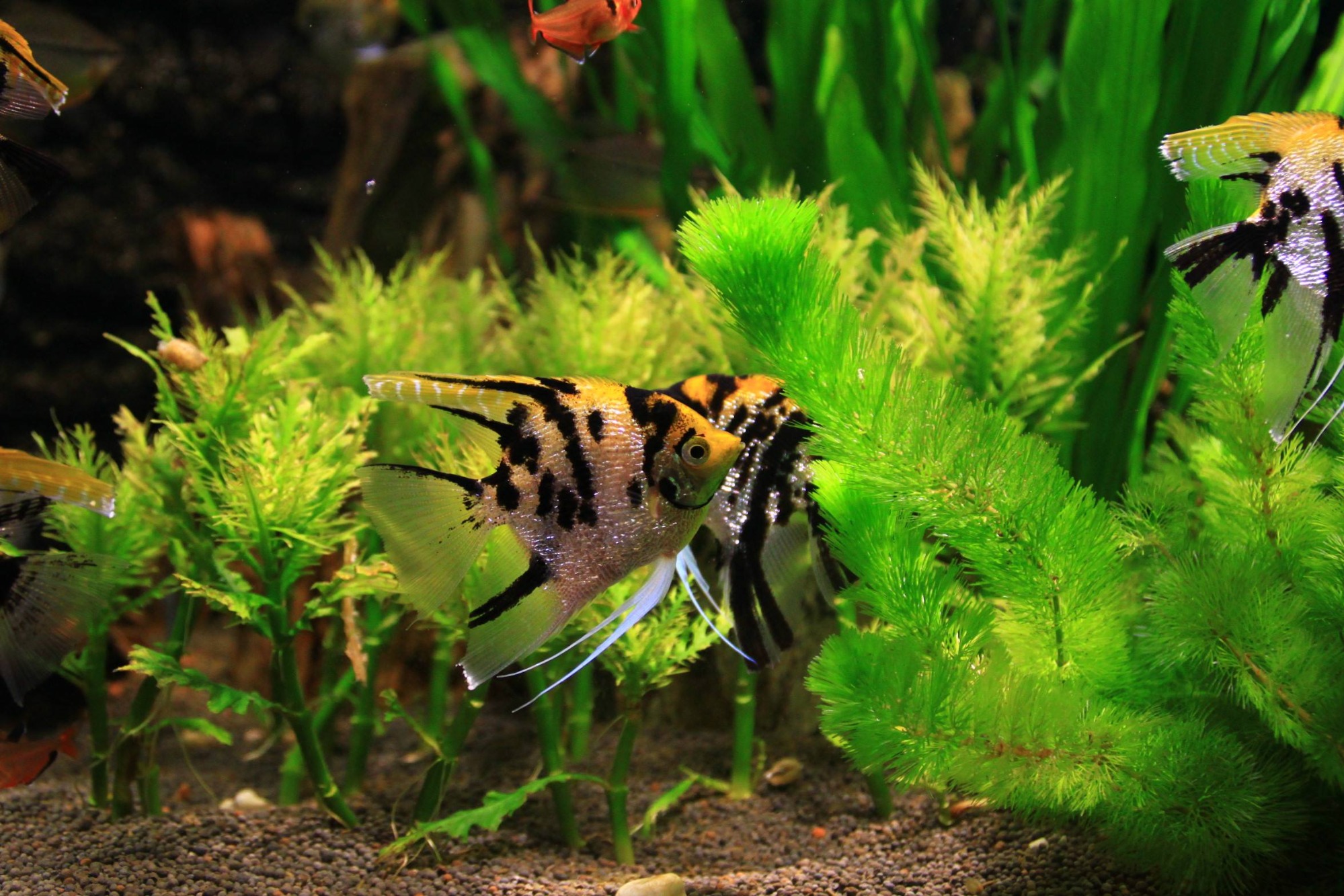 Aquarium Fish Keeping Tips 2