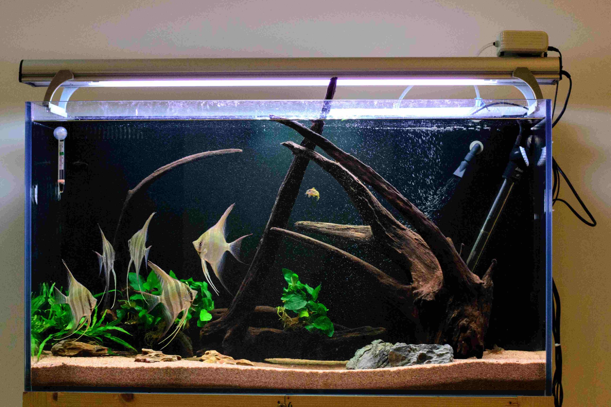 Choosing The Perfect Fish Tank Ornaments