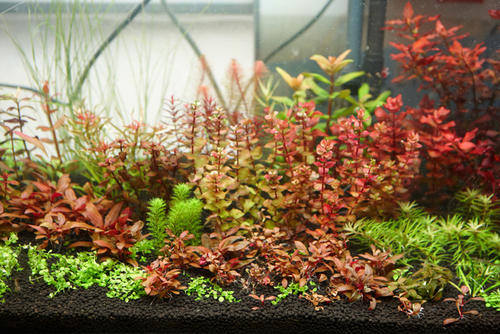 How to Build a Simple High-end Fish Tank Landscaping.