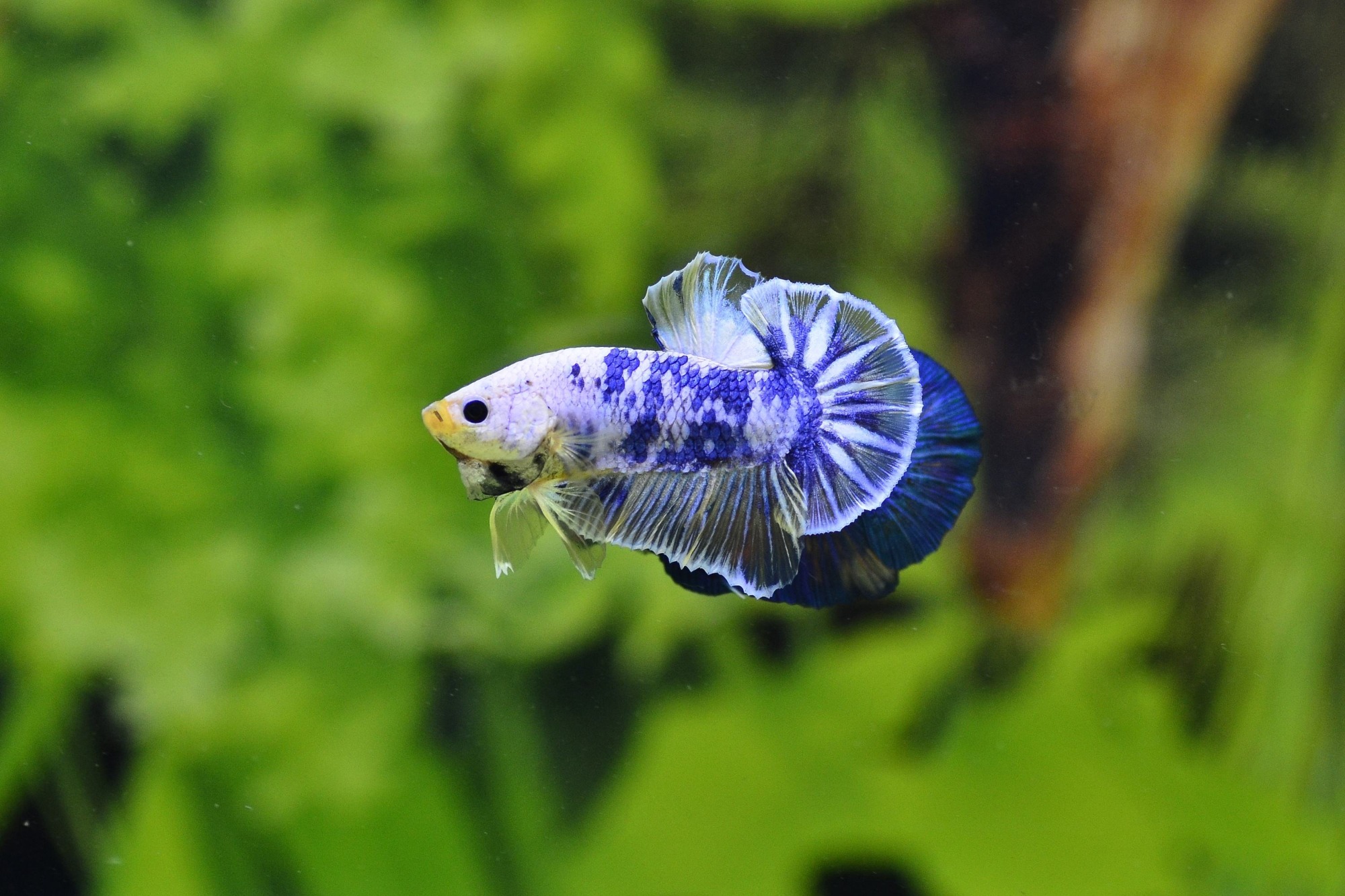 betta-fish-tank-setup-ideas-that-make-a-statement-spiffy-pet