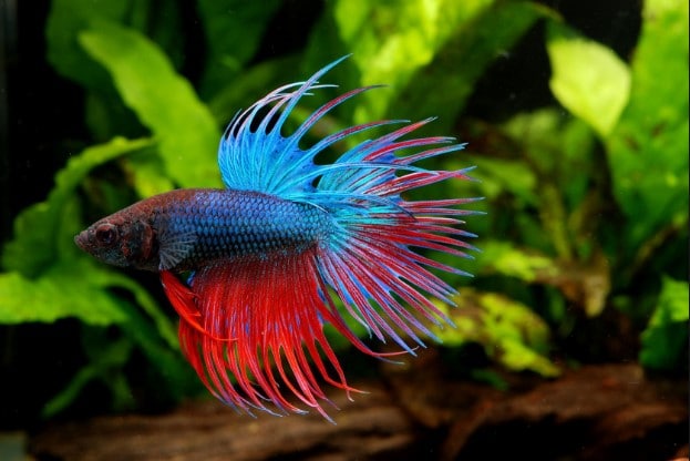 how much do you feed a fighting fish