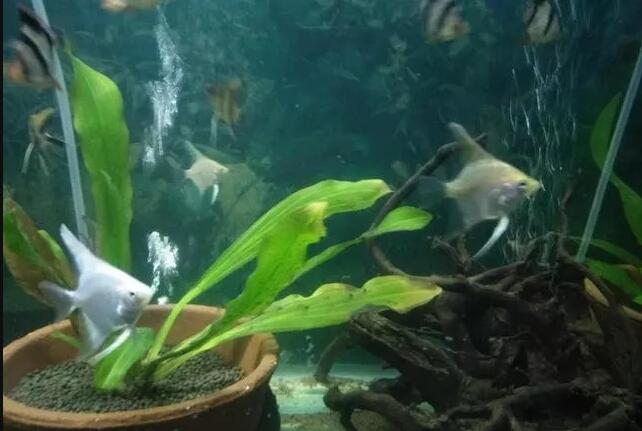 Why Need Aquascaping to Keep Ornamental Fish, is It According to