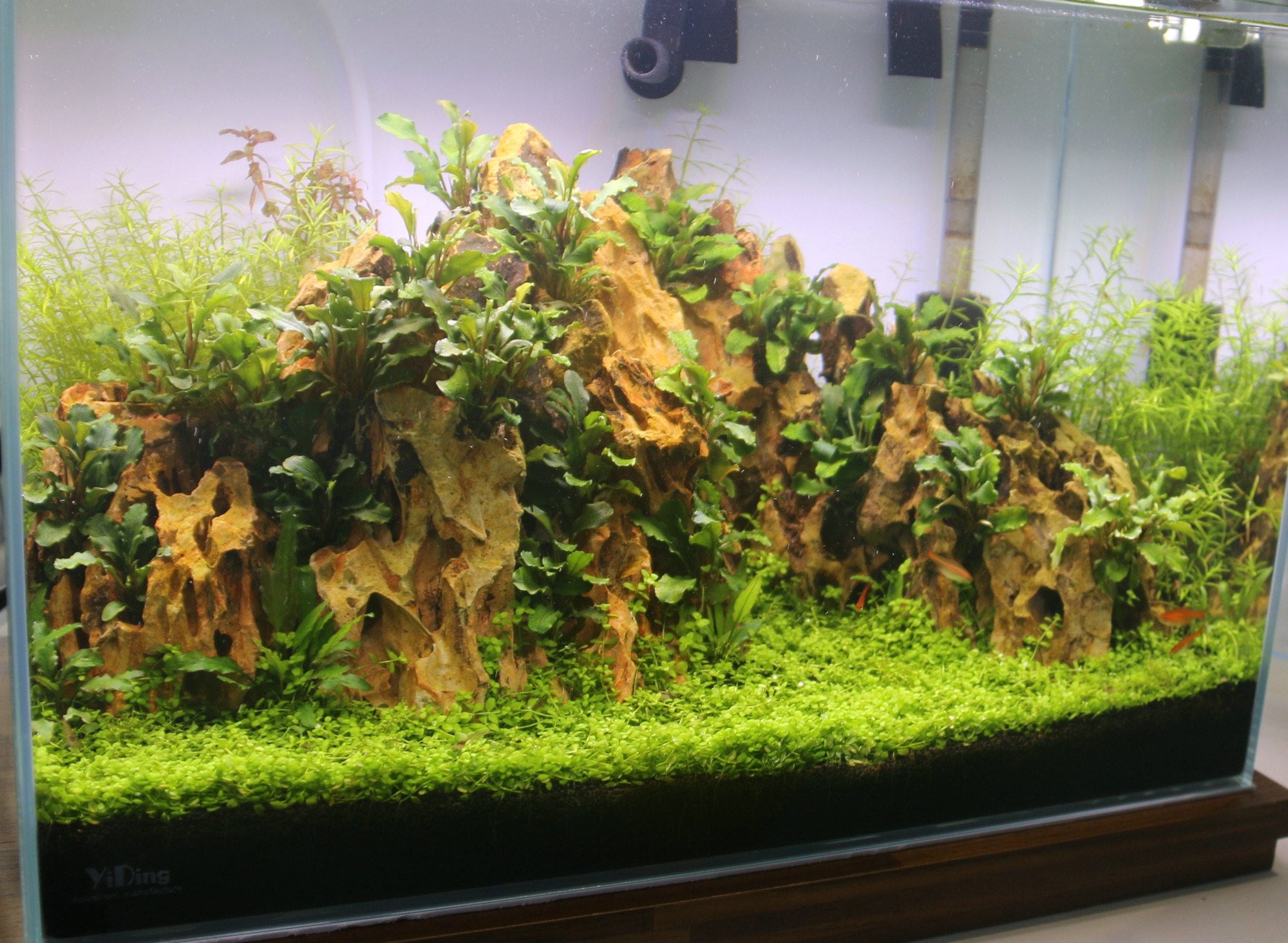 Identification And Treatment Of Algae In Aquarium