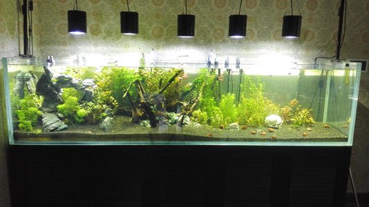 How to Build a Simple High-end Fish Tank Landscaping.