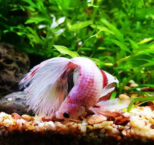 Does your betta fish sleep? How to catch your Betta snoozing