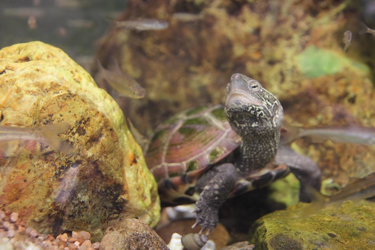 Learn About What Fish Can Turtles Live With