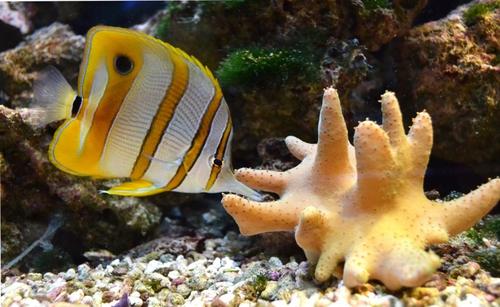 Saltwater vs Freshwater Aquarium: All 9 Differences Explained - Everything  Fishkeeping