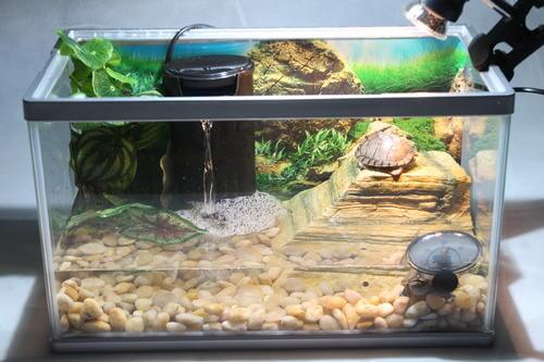 Learn About Keeping Aquatic Turtles as Pets