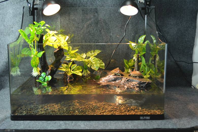 Aquarium turtles hot sale with fish