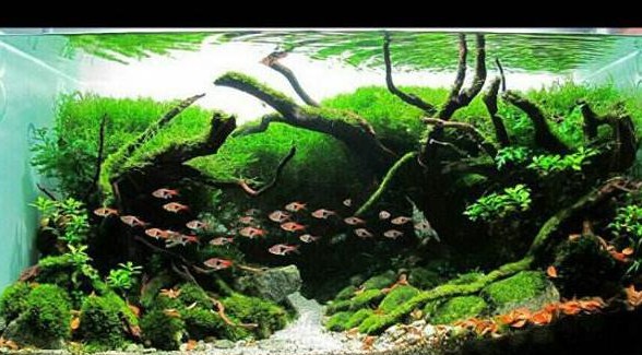 How to Build a Simple High-end Fish Tank Landscaping.