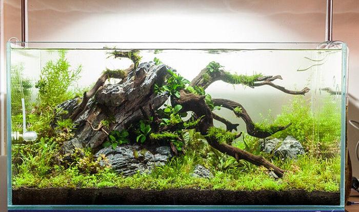 How to choose wood for fish tank landscaping