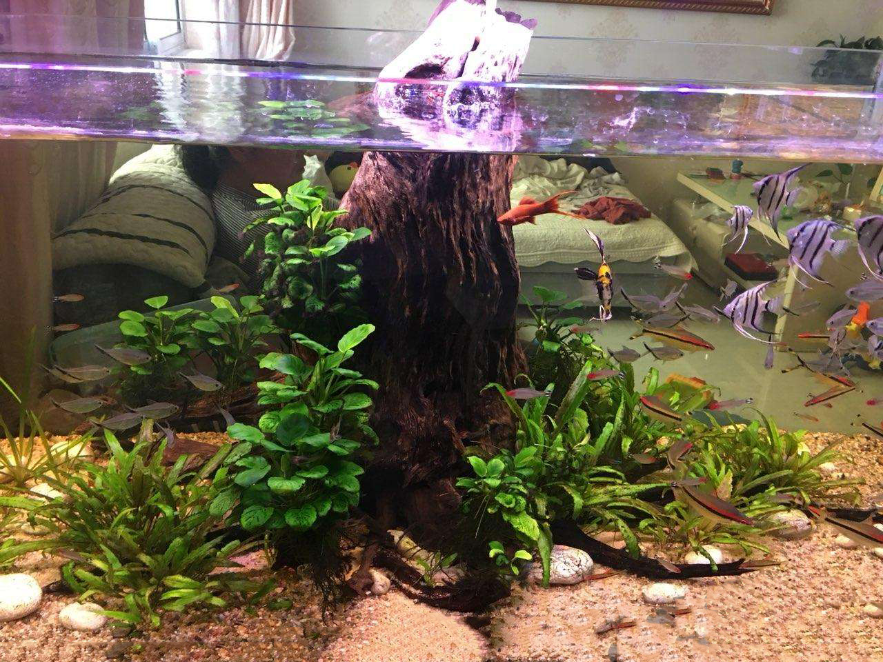How to choose wood for fish tank landscaping