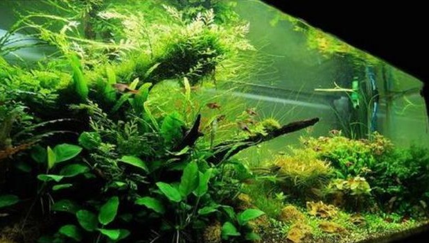 Planted Tank Tree