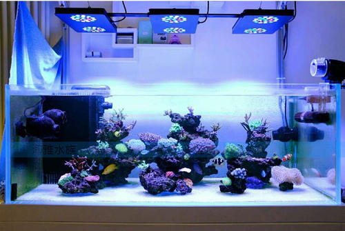 senzeal reef tank