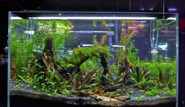 The relationship between ornamental fish and bacteria in the fish tank
