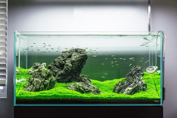 Fish 2024 tank rocks