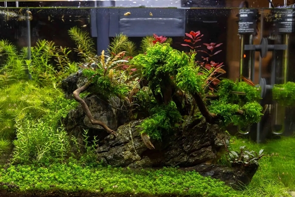 How to Decorate Your Fish Tank Reasonably？