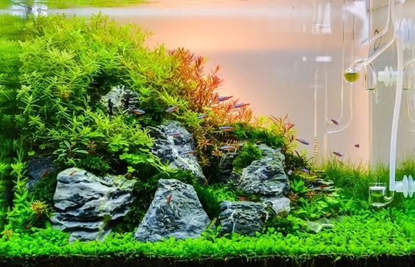 Minimalist Aquarium Aquascape fish tank