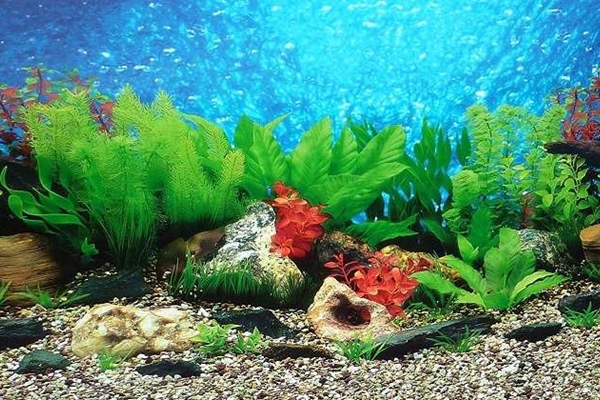 How to Build a Simple High-end Fish Tank Landscaping.