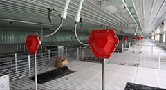 Pipestone(China) pig farm project