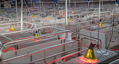 Muyuan Pig Farm Project