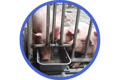 Pig Drinking Water System