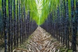 Residue behavior and risk assessment of thiamethoxam in sugarcane and soil