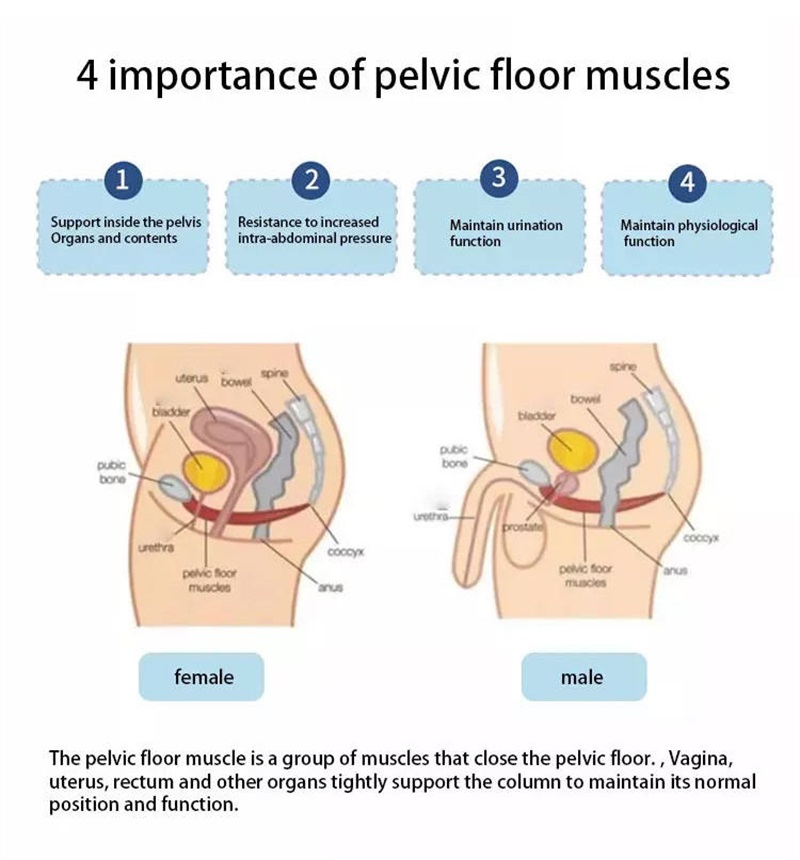 EMS pelvic floor muscle trainer