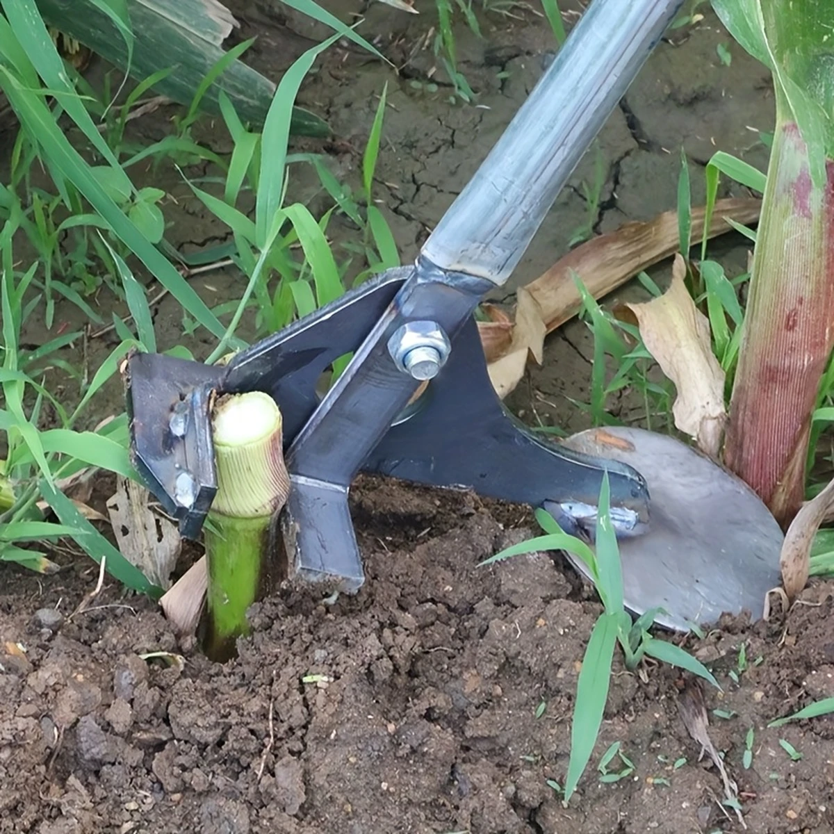 Outil manuel multifonctionnel d'arrachage des racines pour le maïs, le coton et les légumes