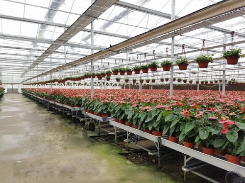 Greenhouse Metal Benches